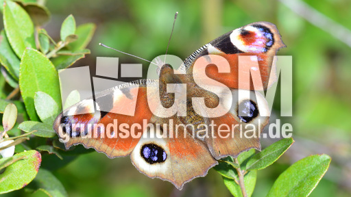 Tagpfauenauge (5).jpg